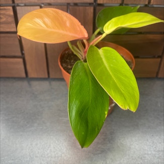 Philodendron Prince of Orange plant in Somewhere on Earth