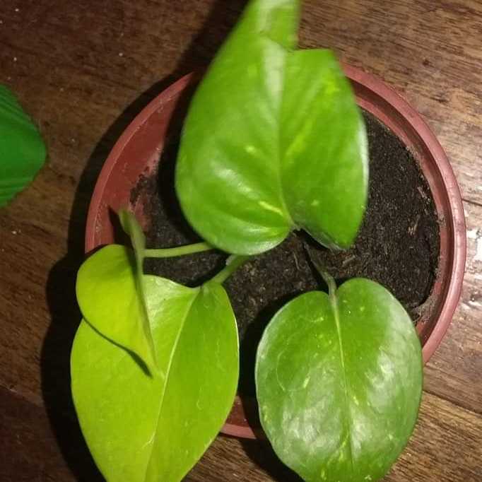 BFG (big friendly giant)