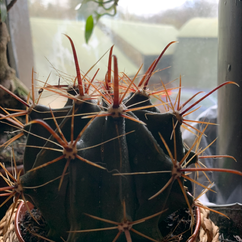 Devil's Tongue Barrel Cactus with prominent spines in a pot, well-focused and healthy.