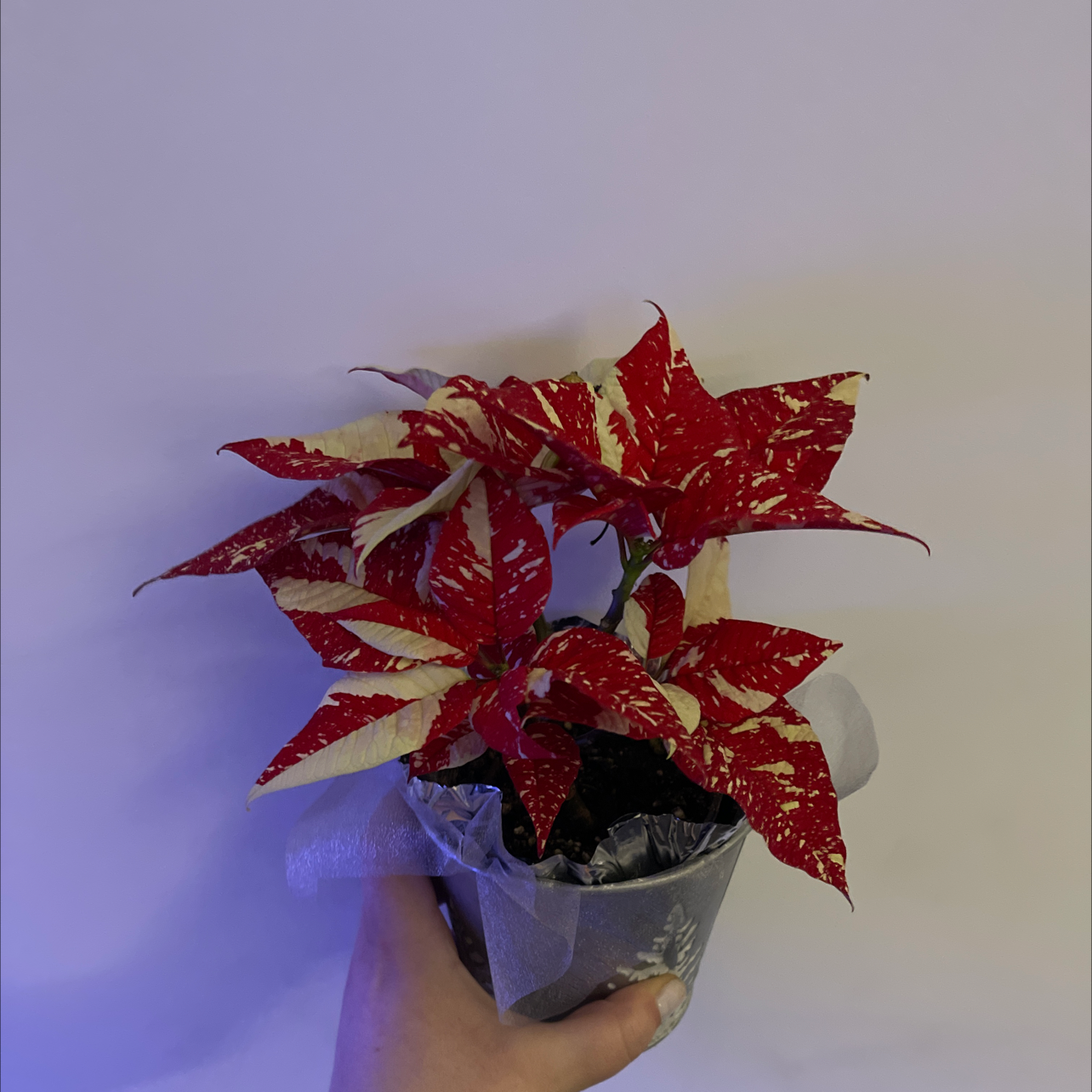 Photo of the plant species Willow-leaf amaranth by @MarvelGinseng named Variegated Poinsettia on Greg, the plant care app