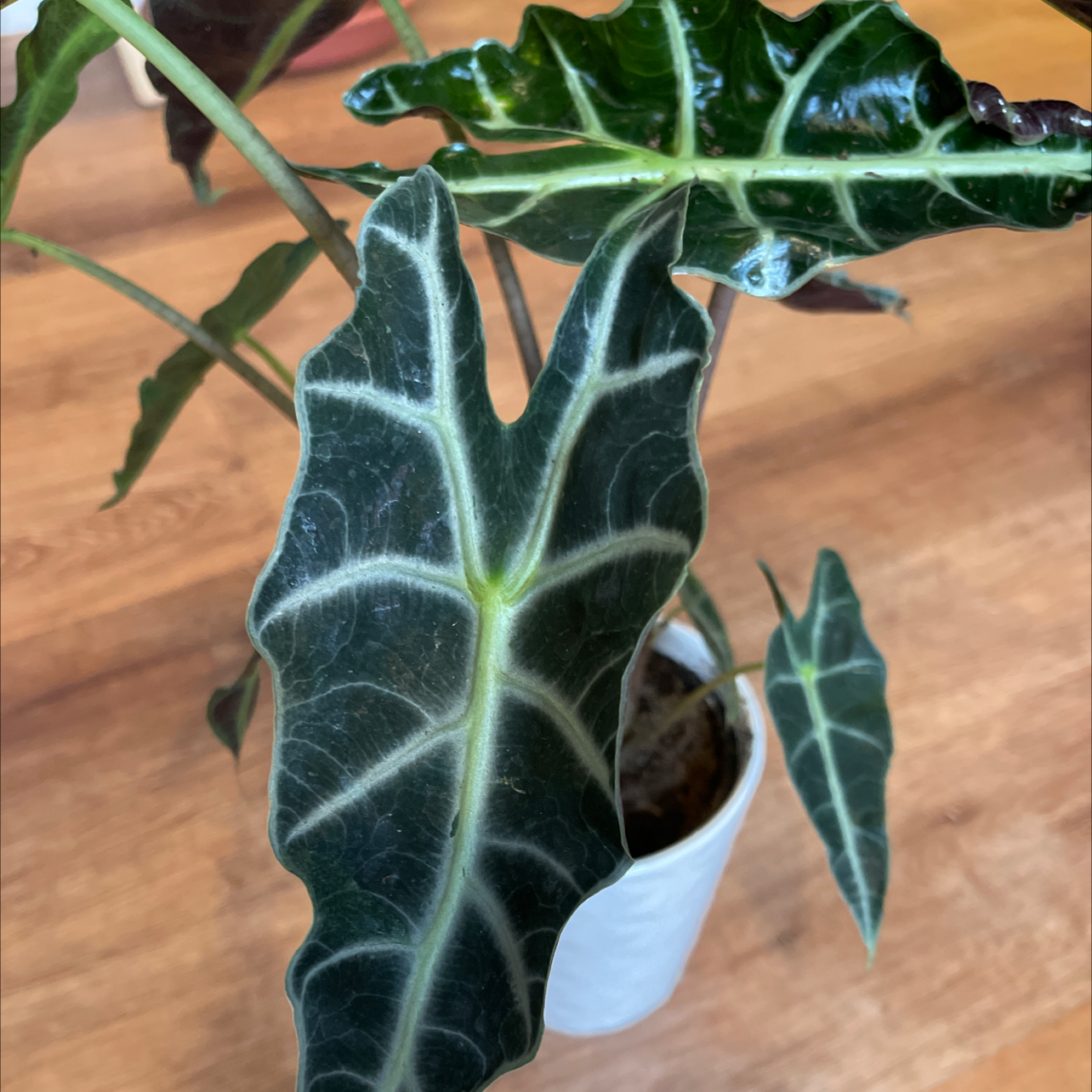 Alocasia Amazonica 'Polly' plant with dark green leaves and prominent white veins in a pot.