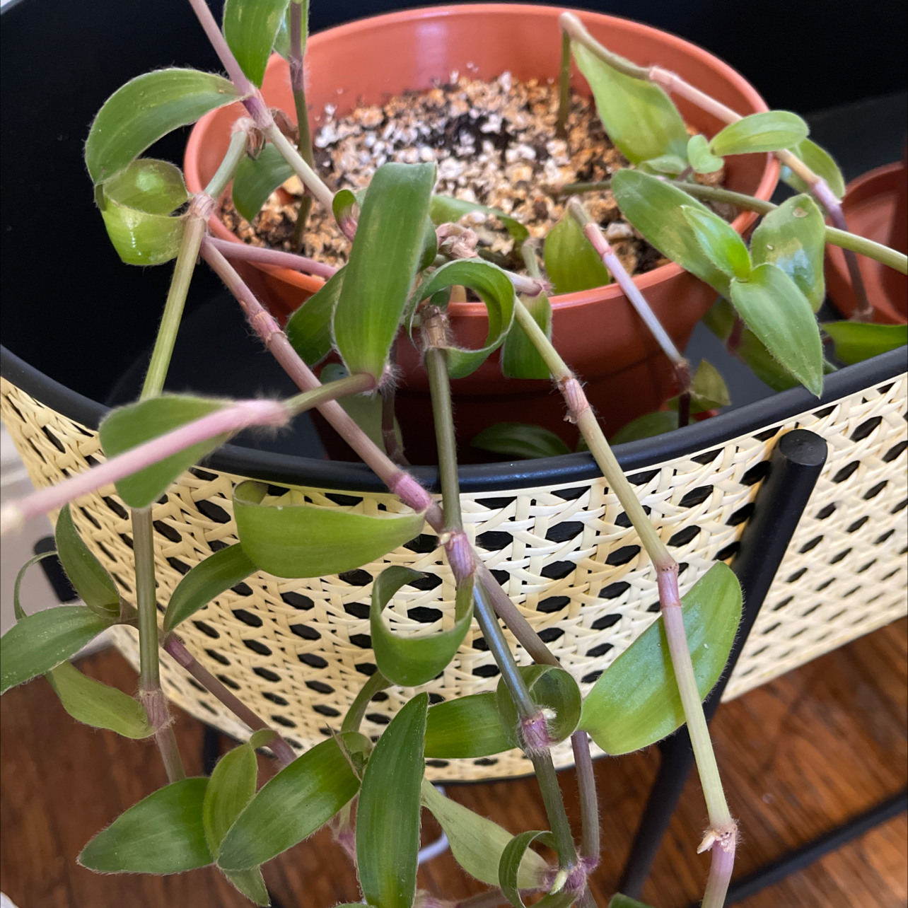 Tradescantia 'Green Hill' plant in a pot with visible soil and healthy green leaves.