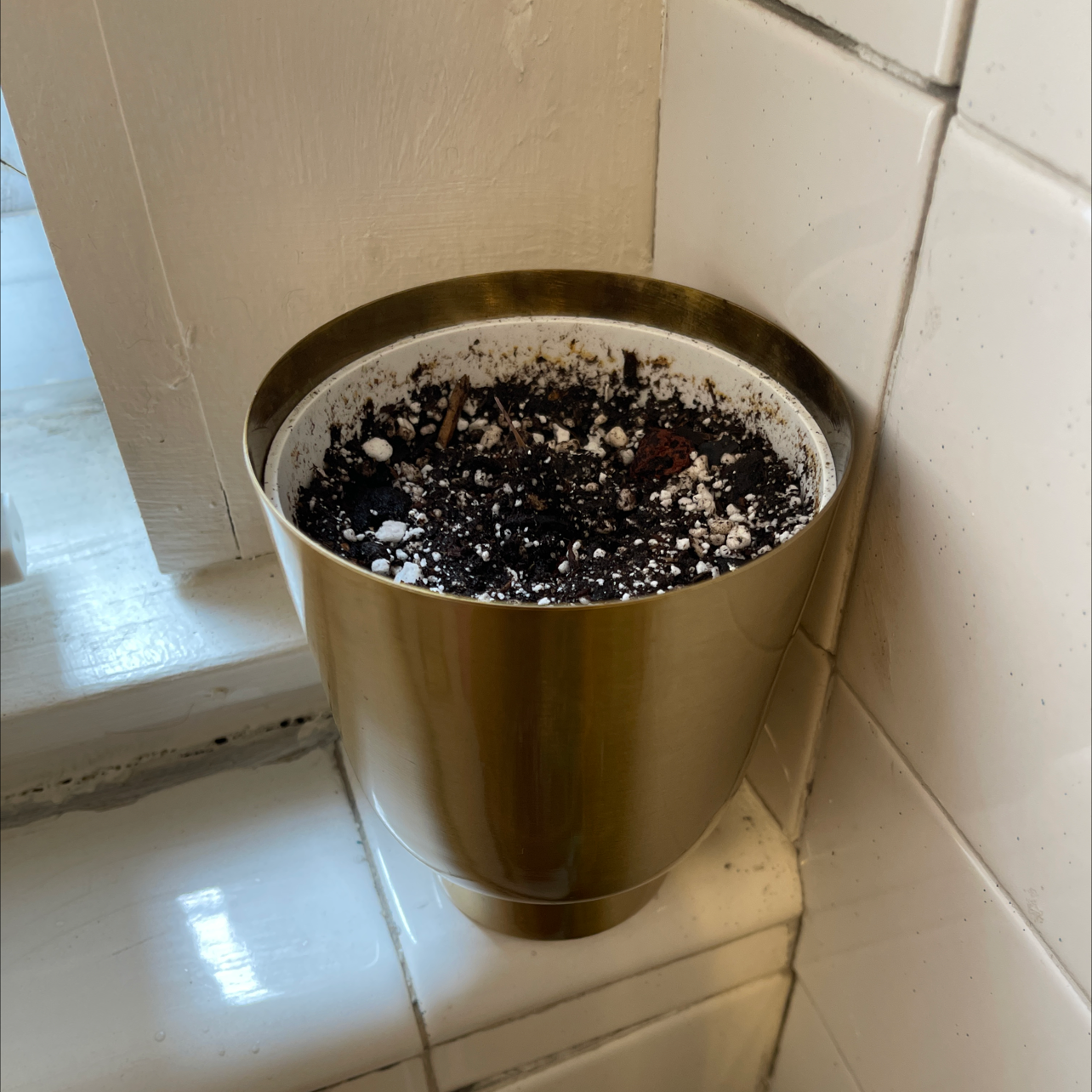 Potted plant with no visible foliage, only soil is visible. Tradescantia 'Green Hill'.