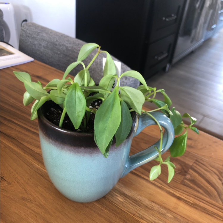 Peperomia trinervula plant in a blue mug on a wooden table.