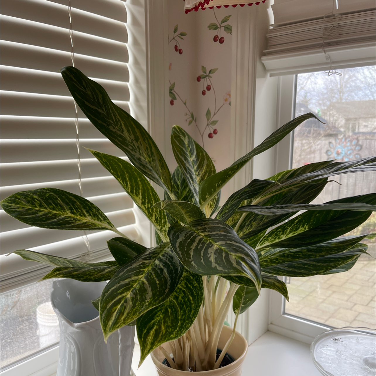 Chinese Evergreen 'Golden Madonna' plant on a windowsill with vibrant green leaves and yellow variegation.