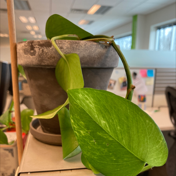 Ivy Arum plant photo by @PerseverantIvy named Vine on Greg, the plant care app.