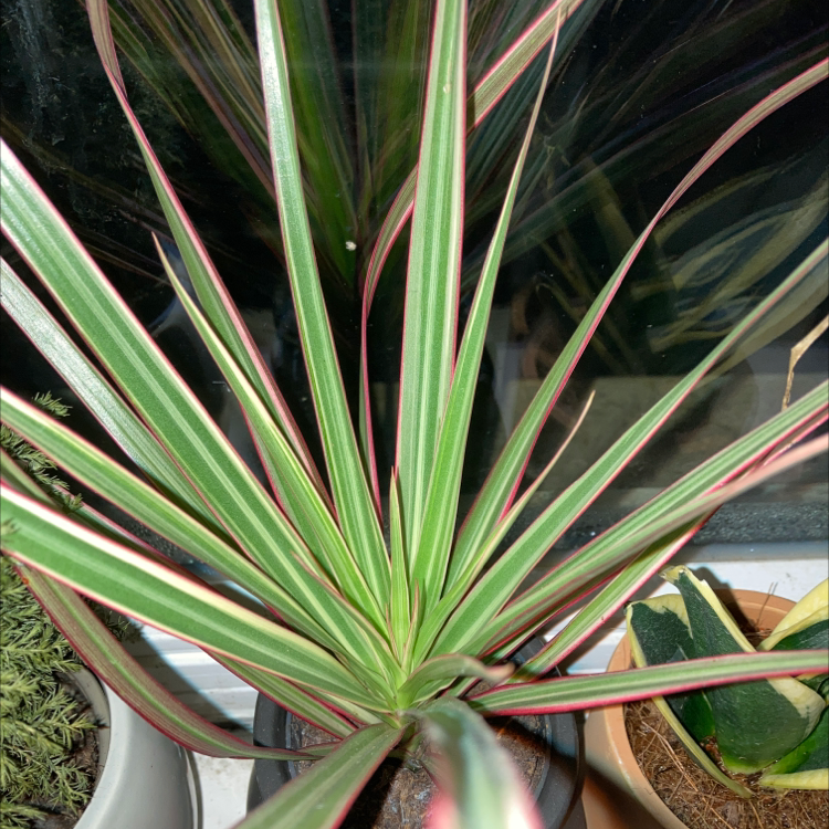 Magenta Dragon Tree with green, white, and magenta striped leaves in a pot.