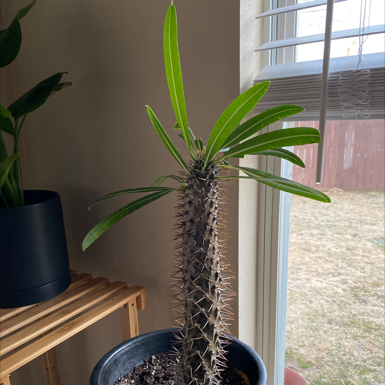 Madagascar Palm (Pachypodium lamerei) in a pot with green leaves and a spiny stem.