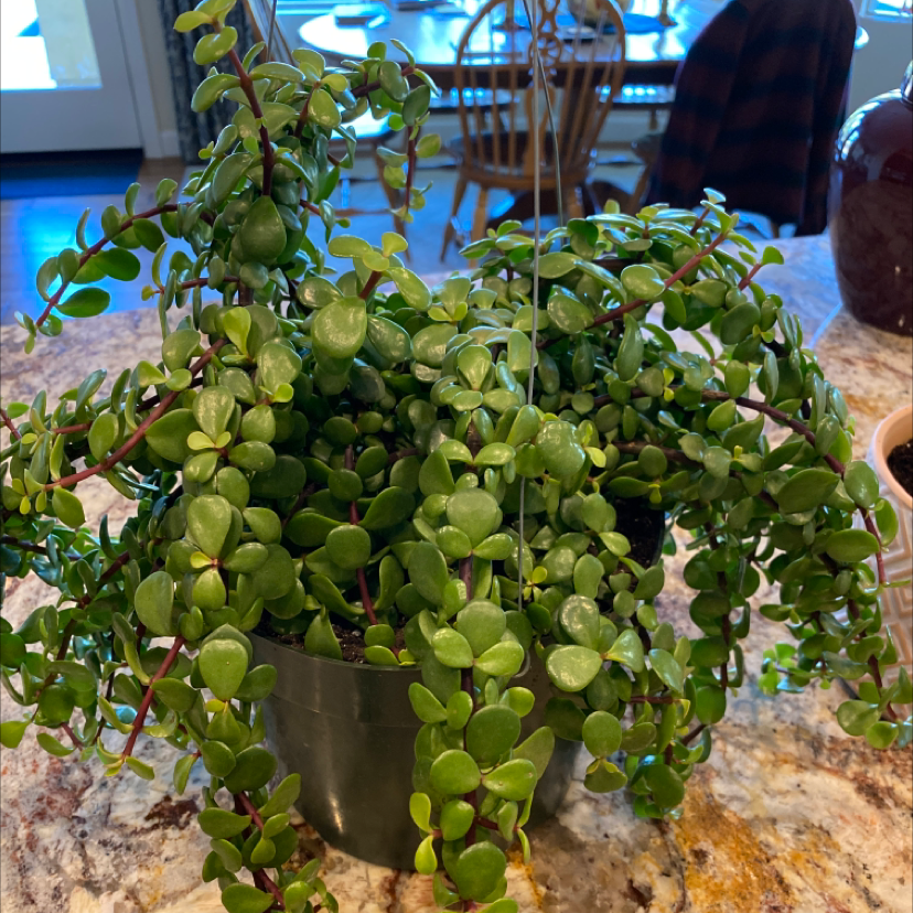 Elephant Bush plant photo by @LovingSunnyAZ named Jade on Greg, the plant care app.