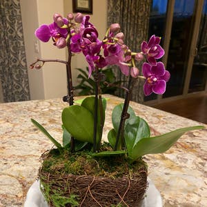 phalaenopsis orchid plant photo by @LovingSunnyAZ named Tiny Orchid - passed 3/14/22 on Greg, the plant care app.