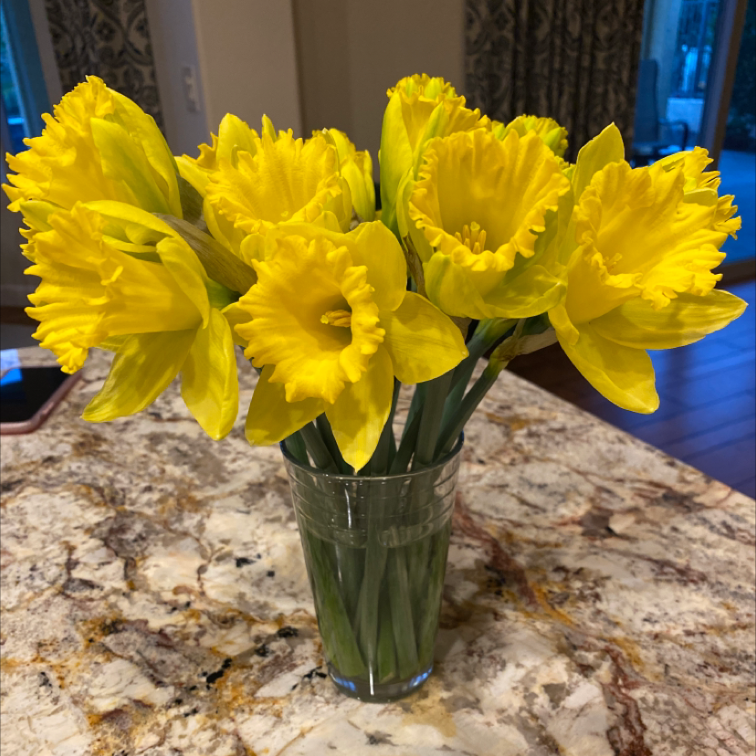 A bouquet of bright yellow daffodils in a glass vase on a marble countertop.