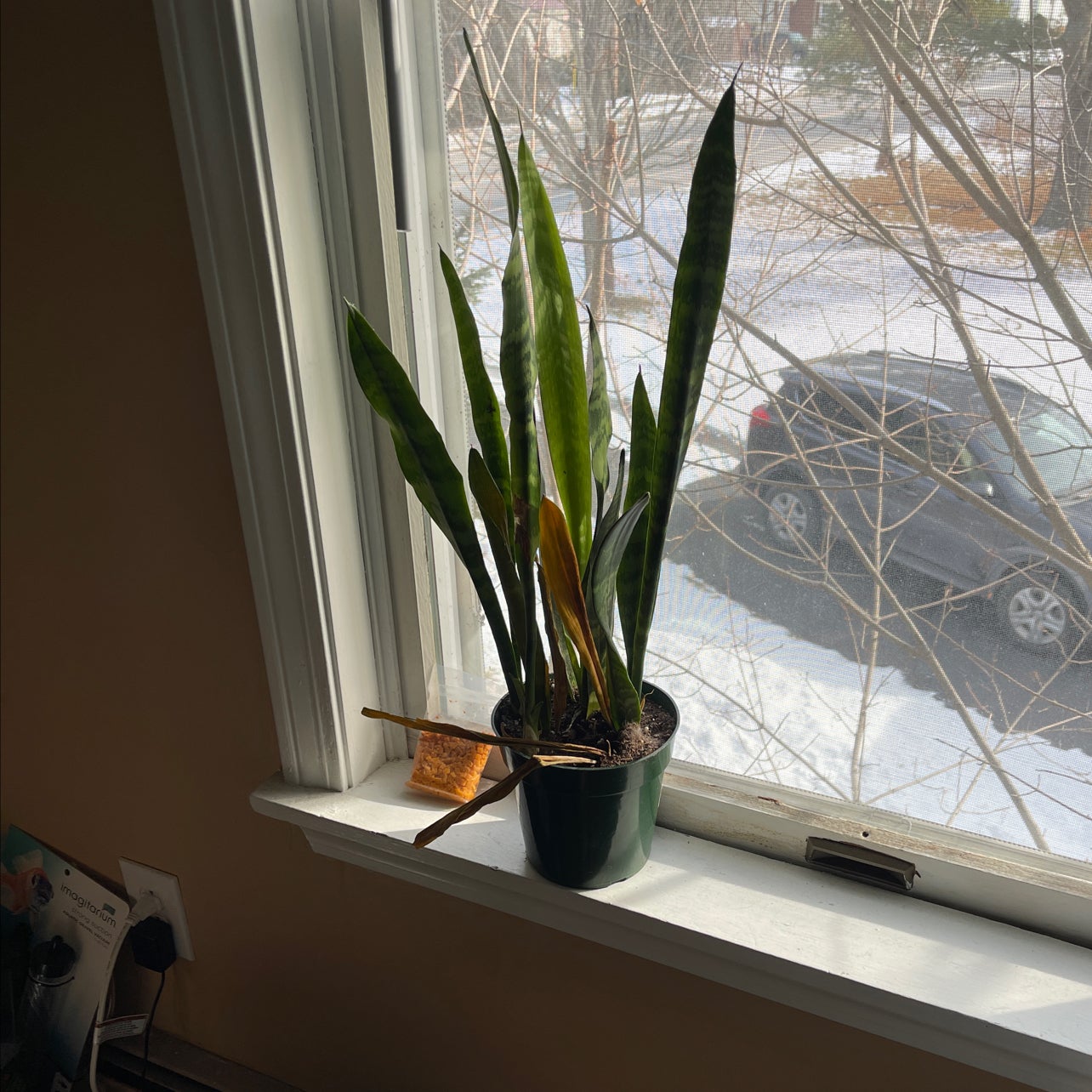 Why Are There Brown Spots on My Snake Plant 'Black Coral'?