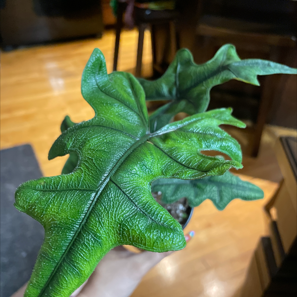 Photo of the plant species Alocasia 'Jacklyn' by @jennwarren named Eddie on Greg, the plant care app