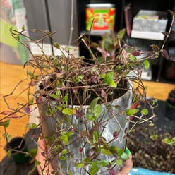 Creeping Inch Plant plant