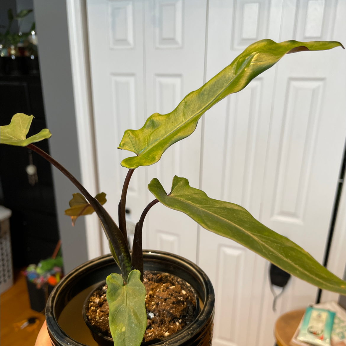 Potted Purple Sword plant with elongated, wavy leaves and slight yellowing.