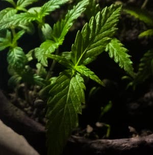 Marijuana plant photo by Toughwychelm named Duke on Greg, the plant care app.
