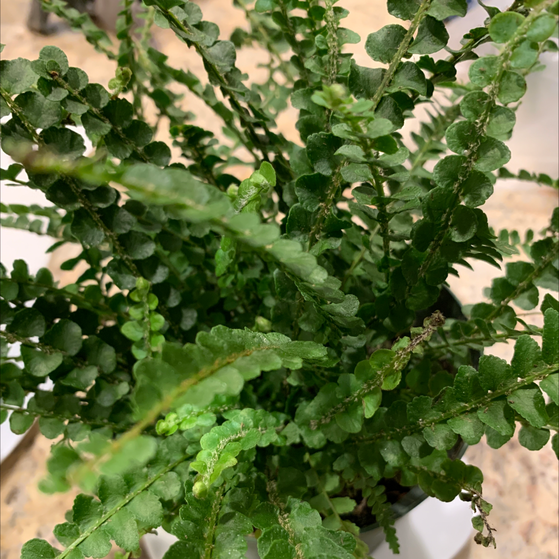 Closeup of a lush, healthy sword fern with dense green foliage and long, slender fronds.