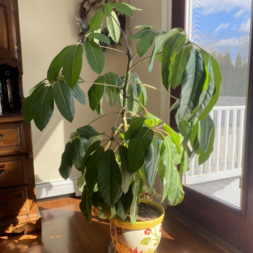 A healthy, thriving Umbrella Tree (Schefflera arboricola) houseplant with lush green foliage in a decorative ceramic pot.