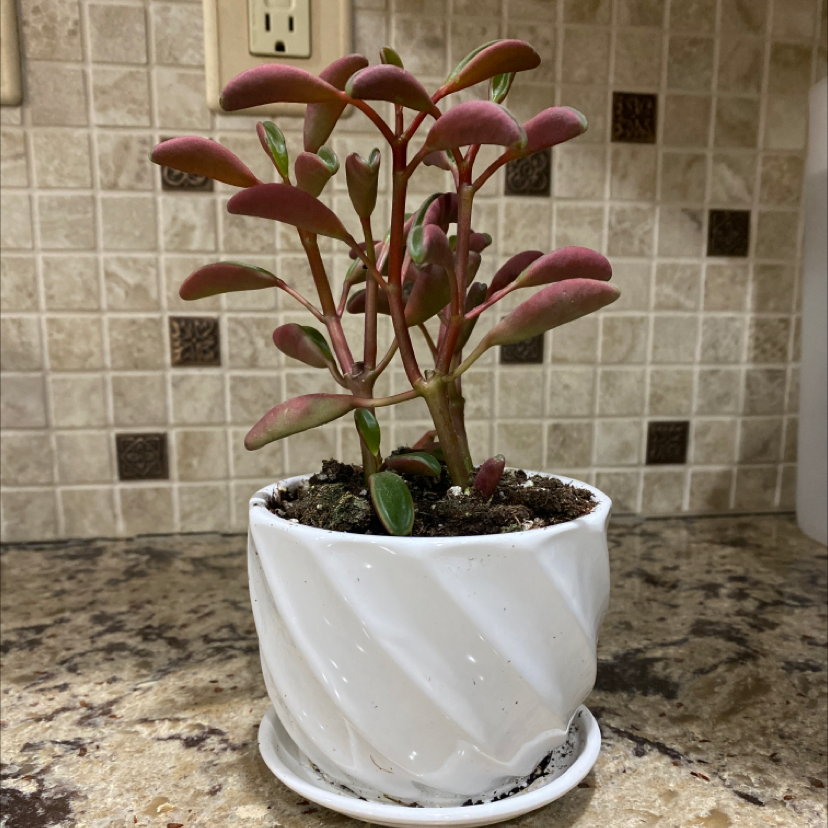 Peperomia graveolens 'Ruby Glow' plant in a white pot with vibrant red and green leaves.