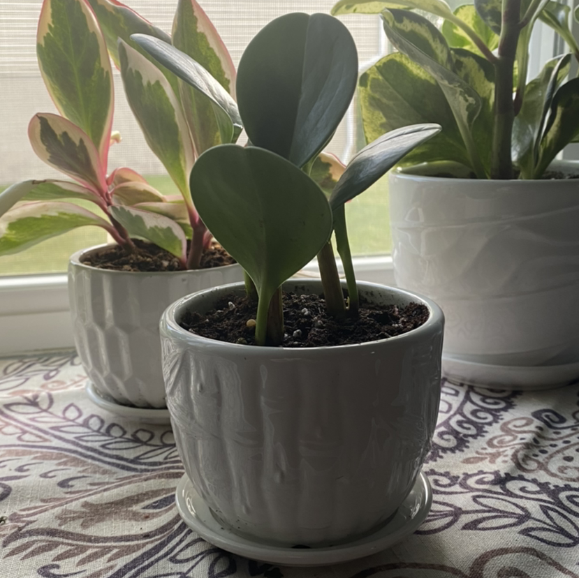 Peperomia Thailand plant in a white pot near a window with other plants in the background.