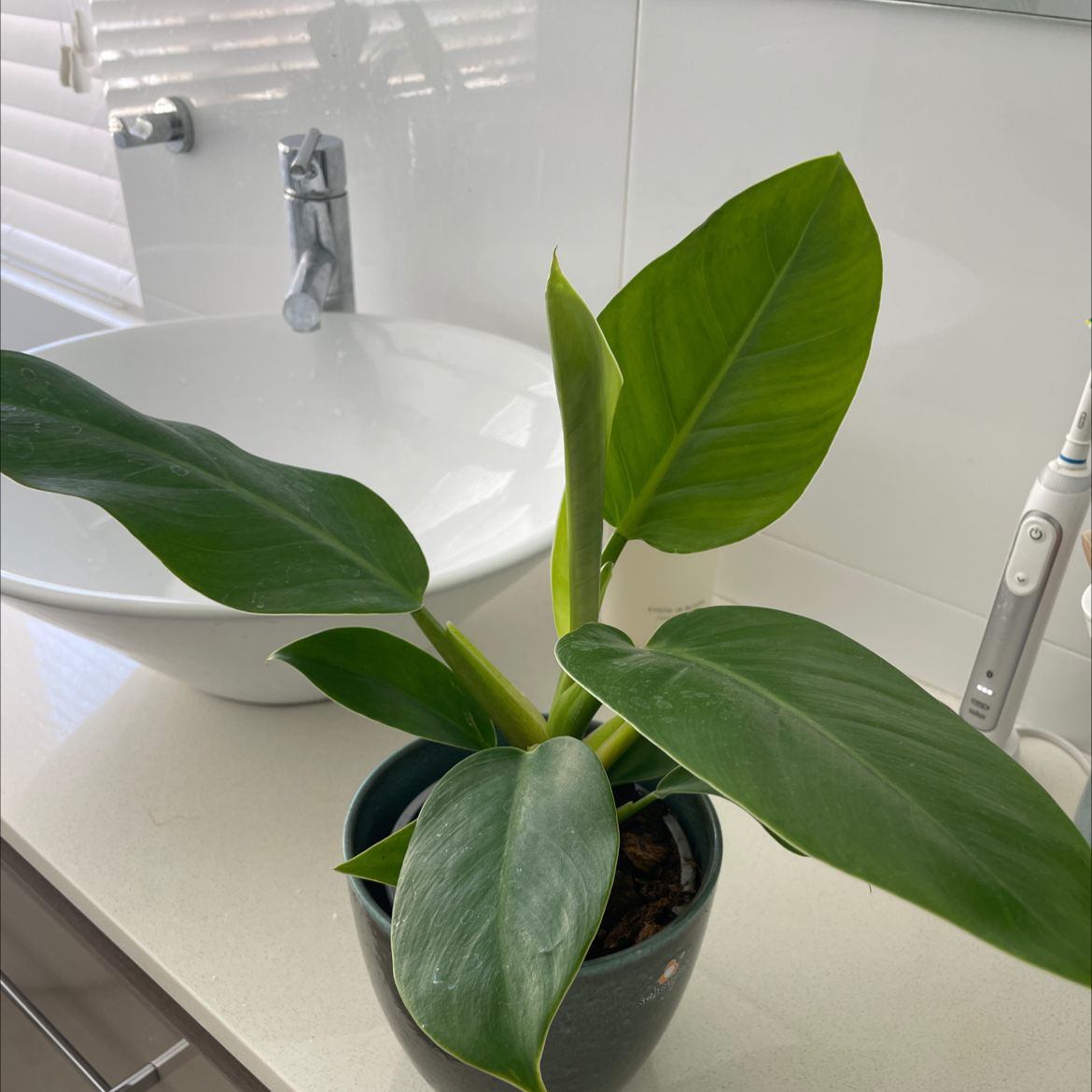 Philodendron 'Congo' plant in a pot on a countertop, healthy green leaves.