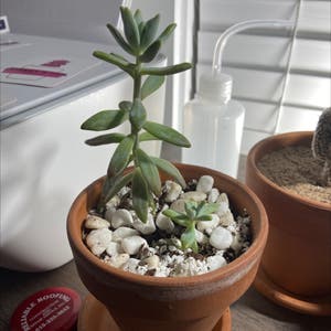 Graptosedum 'Darley Sunshine' plant photo by @Mackenzbyrd19 named Darla￼ on Greg, the plant care app.