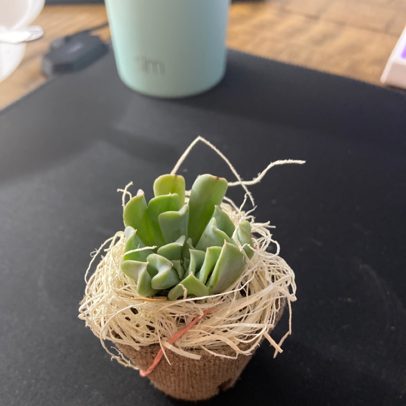 Echeveria 'Topsy Turvy' plant in a pot with decorative straw, healthy appearance.