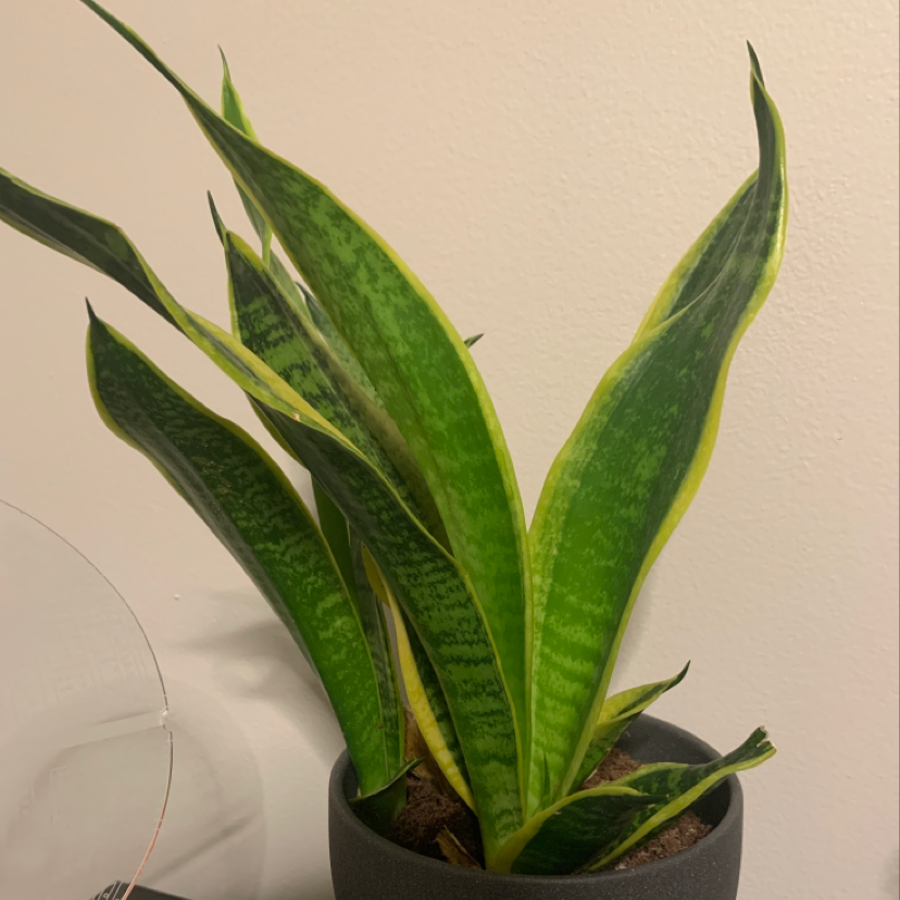 Snake Plant plant photo by @FlawlessJade named Oscar on Greg, the plant care app.