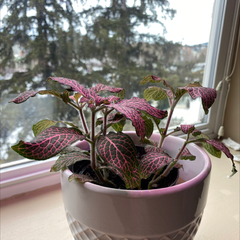 Nerve Plant plant photo by @KeenApple named Juney on Greg, the plant care app.