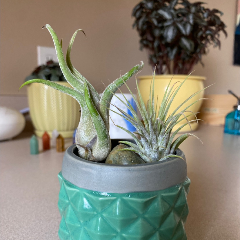 Blushing Bride Air Plant plant photo by @KeenApple named Jinny and Jim on Greg, the plant care app.