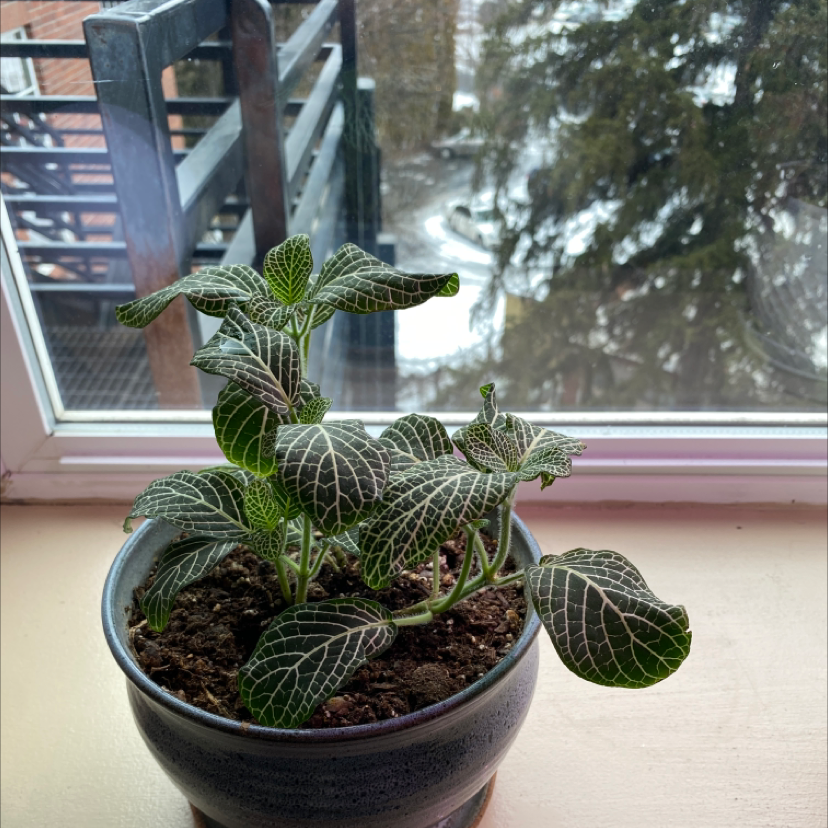 Nerve Plant plant photo by @KeenApple named Jae on Greg, the plant care app.