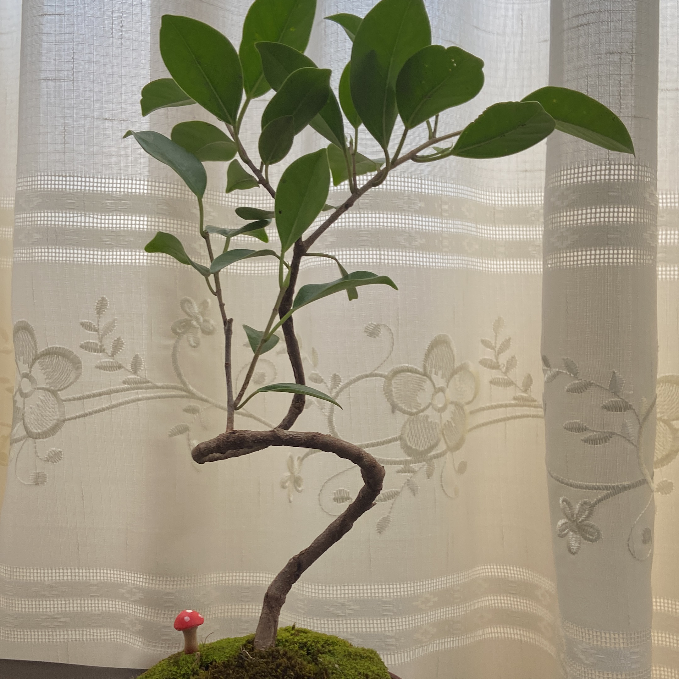 Photo of the plant species Dwarf Weeping Fig by @CoolCaladium named Benjamina on Greg, the plant care app