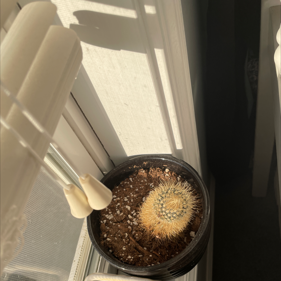 A Comb Hedgehog Cactus in a pot near a window with visible soil.