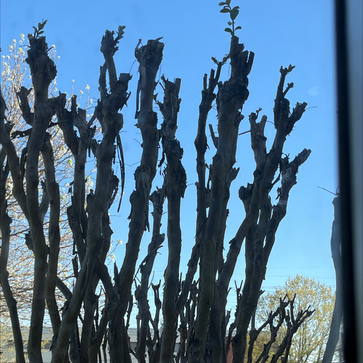 Mature Cape Myrtle tree with sculptural branches and dense green foliage against a blue sky.