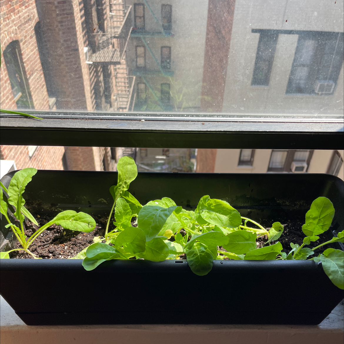 Planter with healthy Garden Rocket plants on a windowsill.