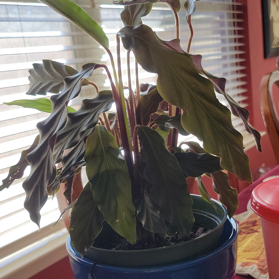 Furry Feather Calathea plant in a pot with dark green leaves indoors near a window.