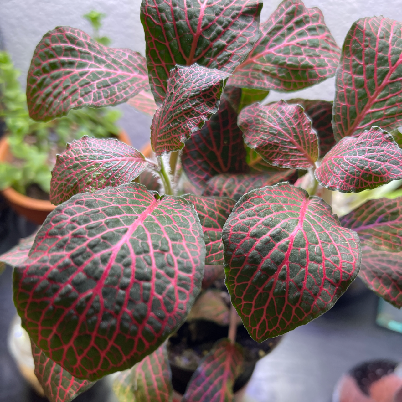Red Anne Nerve Plant with vibrant red veins on green leaves, well-framed and in focus.