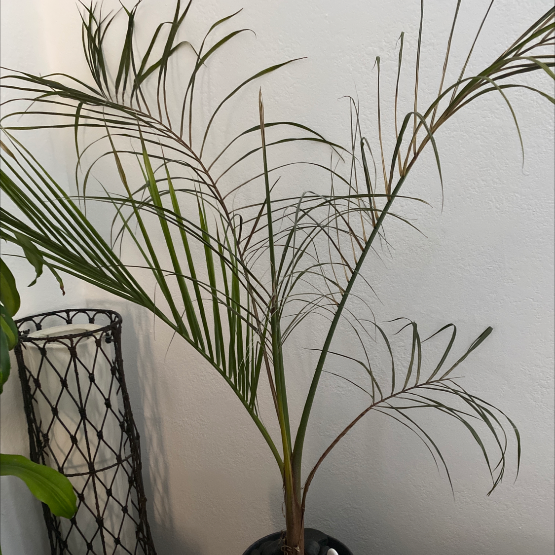 Healthy Pygmy Date Palm with long arching fronds in a decorative metal pot, no visible issues.