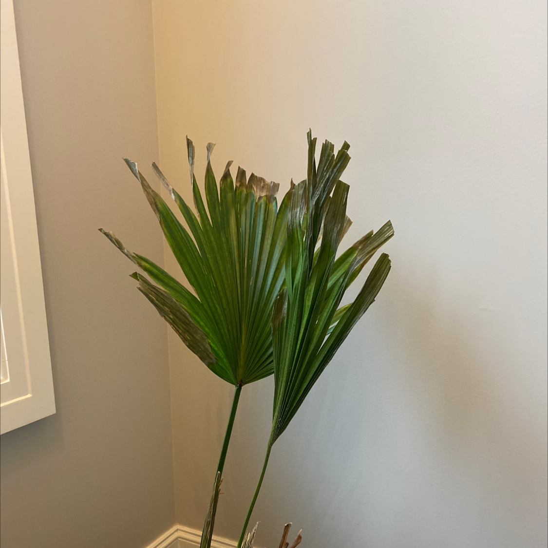 Chinese Fan Palm with browning leaf edges indoors.