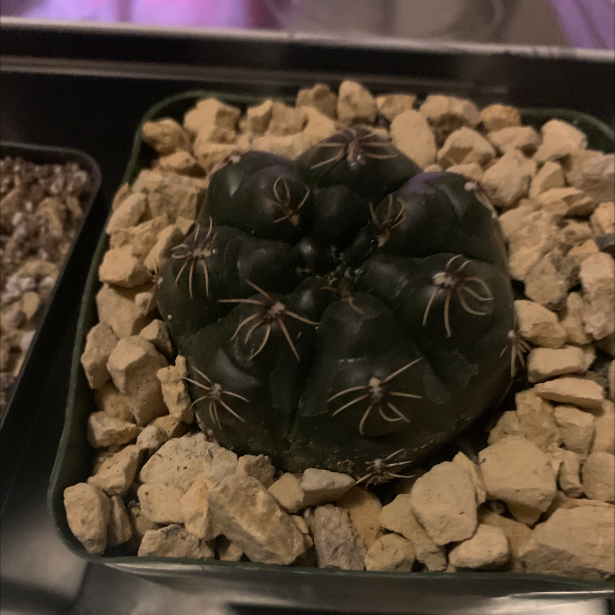 Devil's Pincushion cactus in a pot with rocky soil, appears healthy.