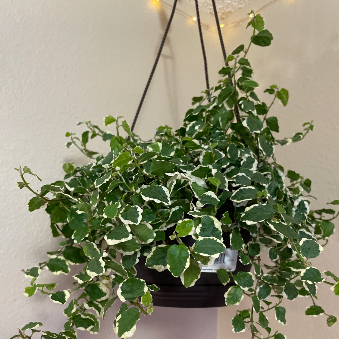 Healthy variegated Creeping Fig vine in a hanging black pot, with small heart-shaped leaves and trailing vines.