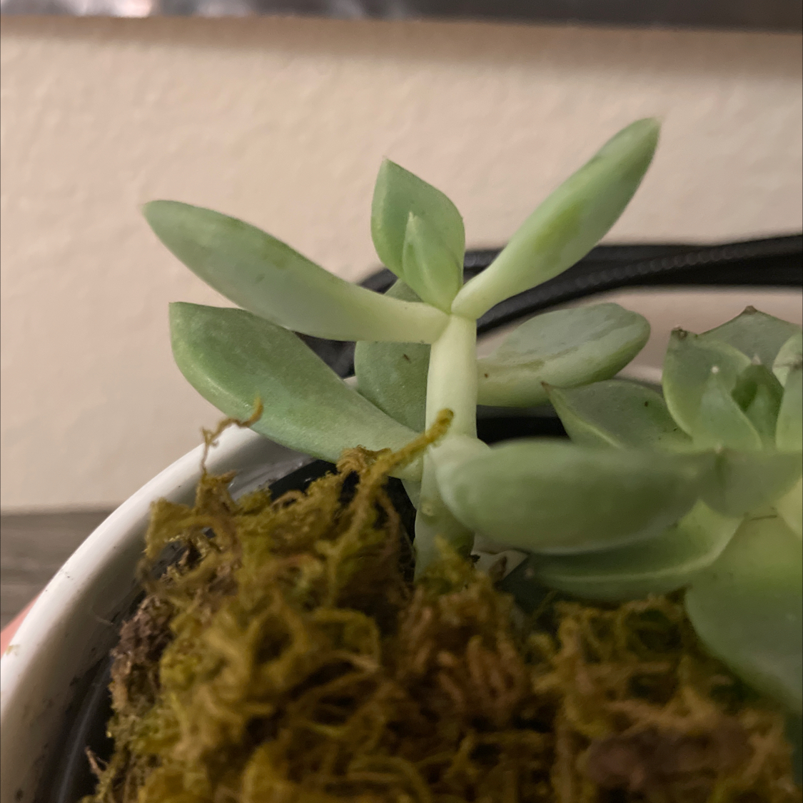 Photo of the plant species Echeveria 'Gusto' by @Amhegedus named Penelope on Greg, the plant care app