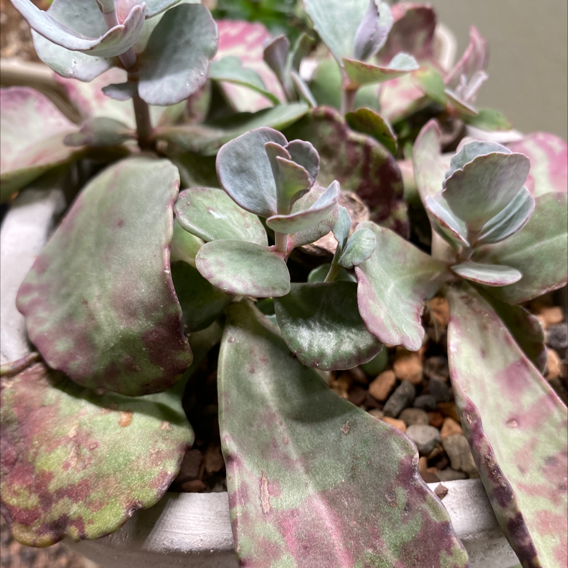 How to Know When to Repot a Kalanchoe humilis?