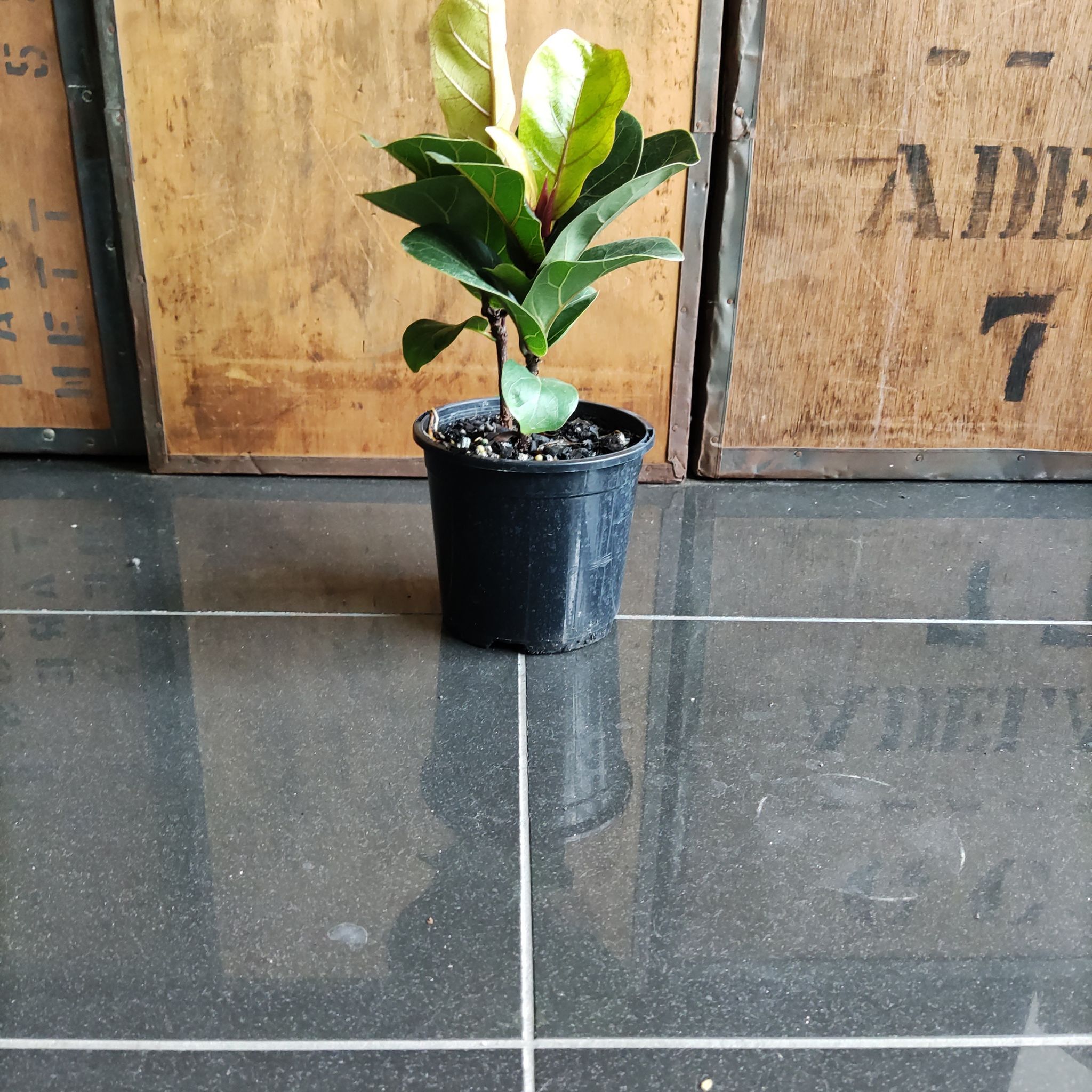 A healthy Dwarf Fiddle Leaf Fig in a black pot on a tiled floor with wooden crates in the background.