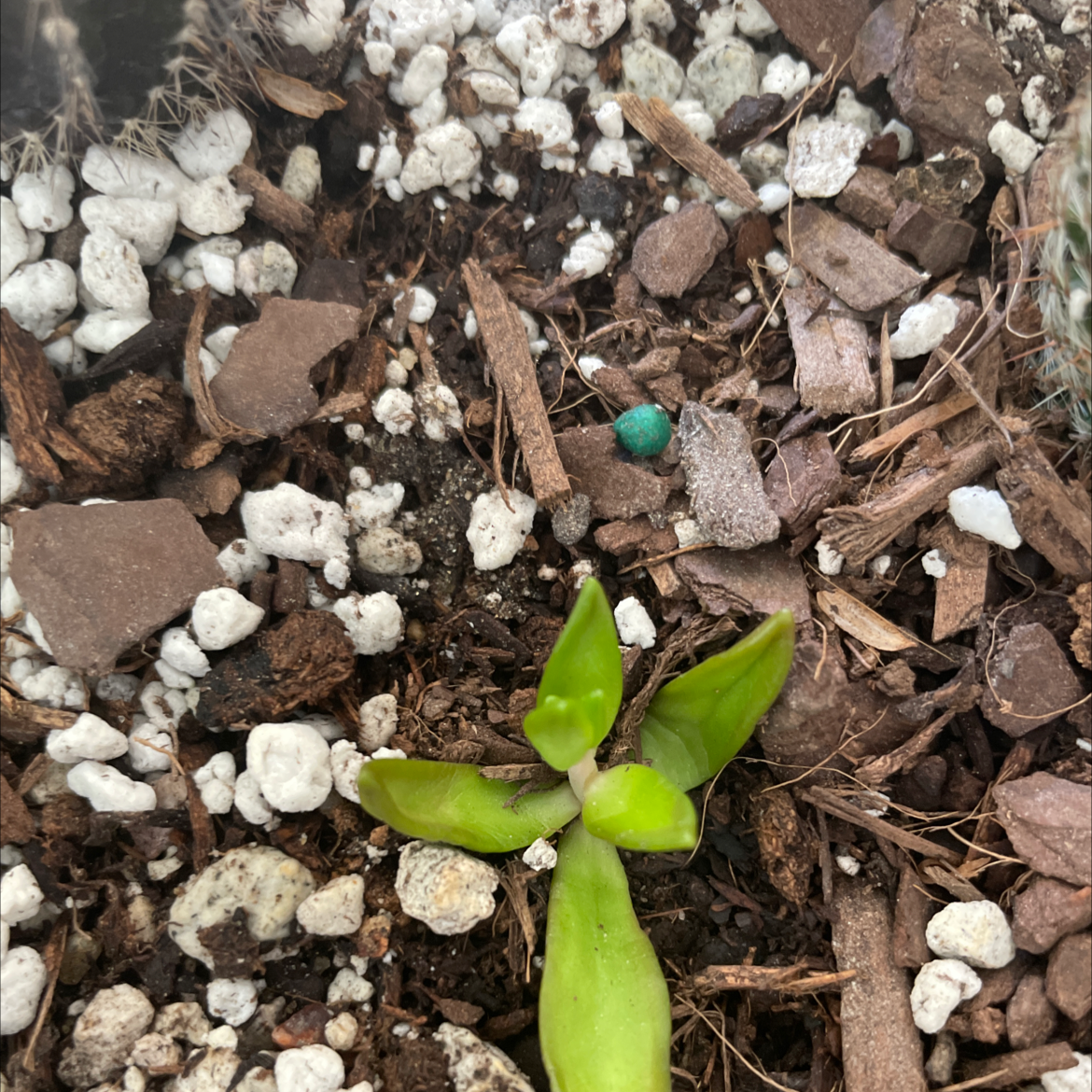 Photo of the plant species Graptopetalum macdougallii by @WorthyGreenash named Your plant on Greg, the plant care app