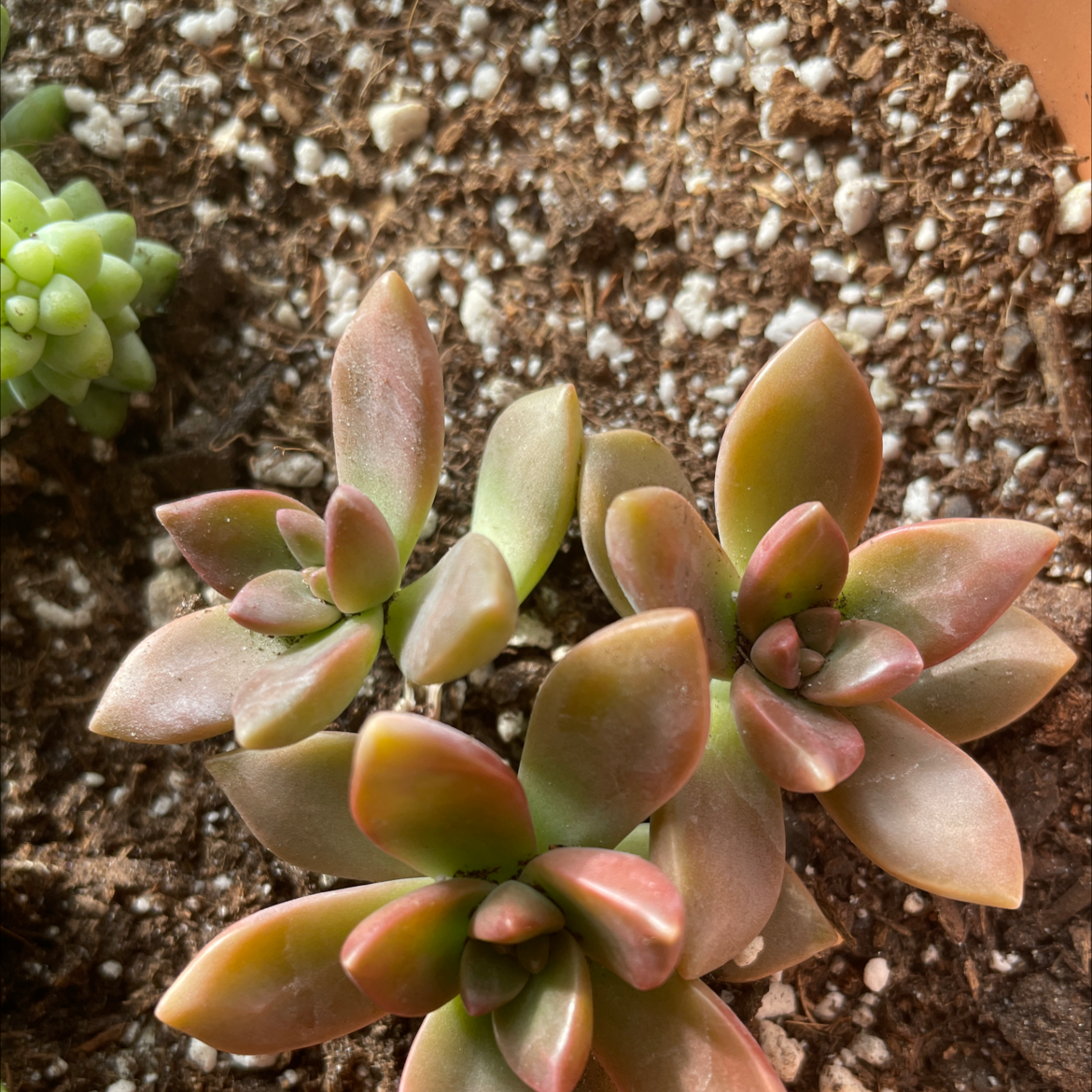Graptosedum 'California Sunset' succulent plant in soil, healthy and well-framed.