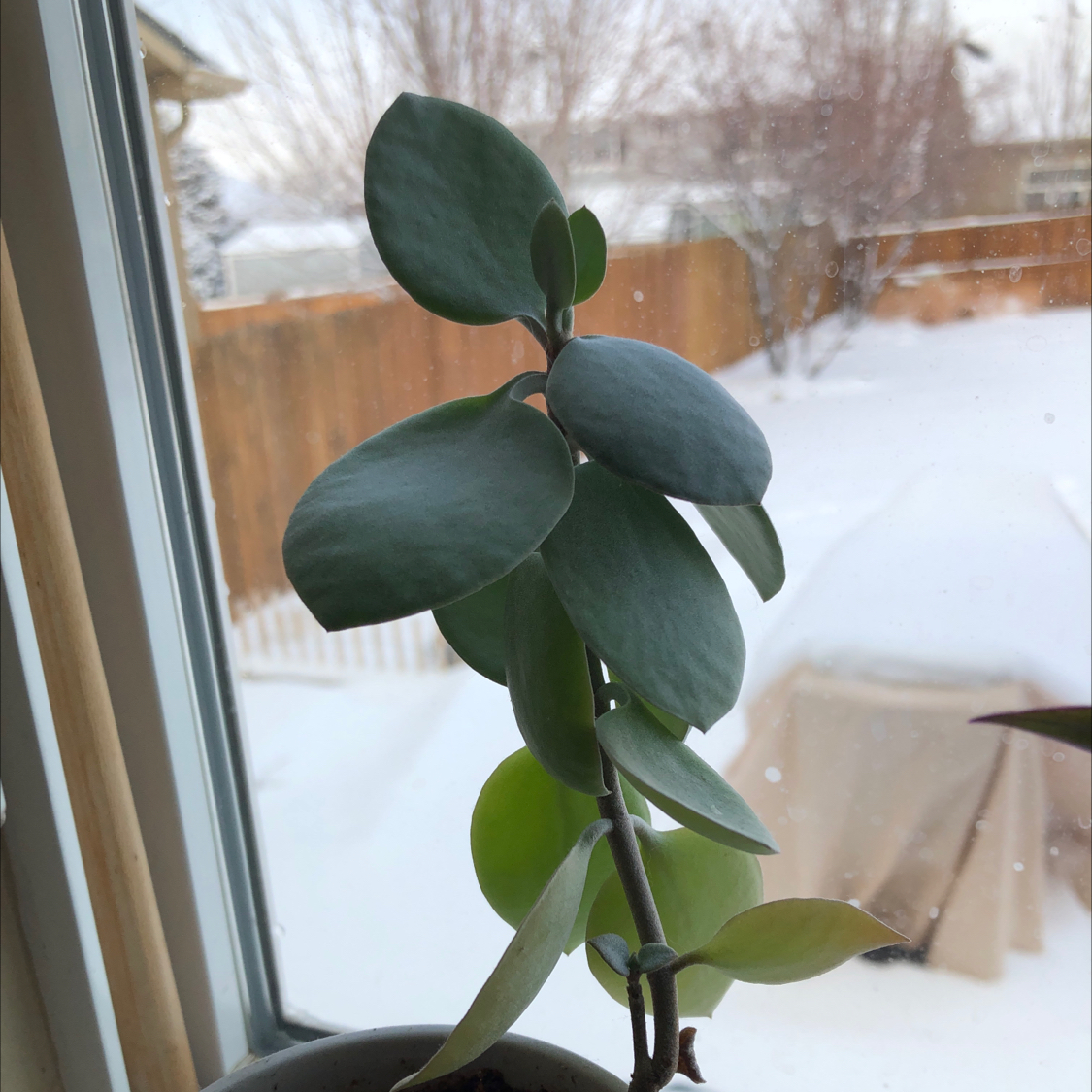 Photo of the plant species Dwarf Pagoda by @VastKawaka named Dwarf pagoda on Greg, the plant care app