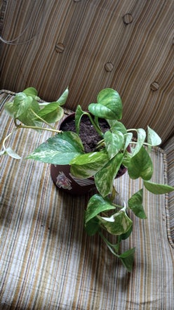 Devils Ivy plant