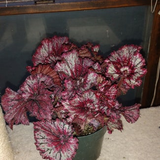 Rex Begonia plant in Pratt, Kansas