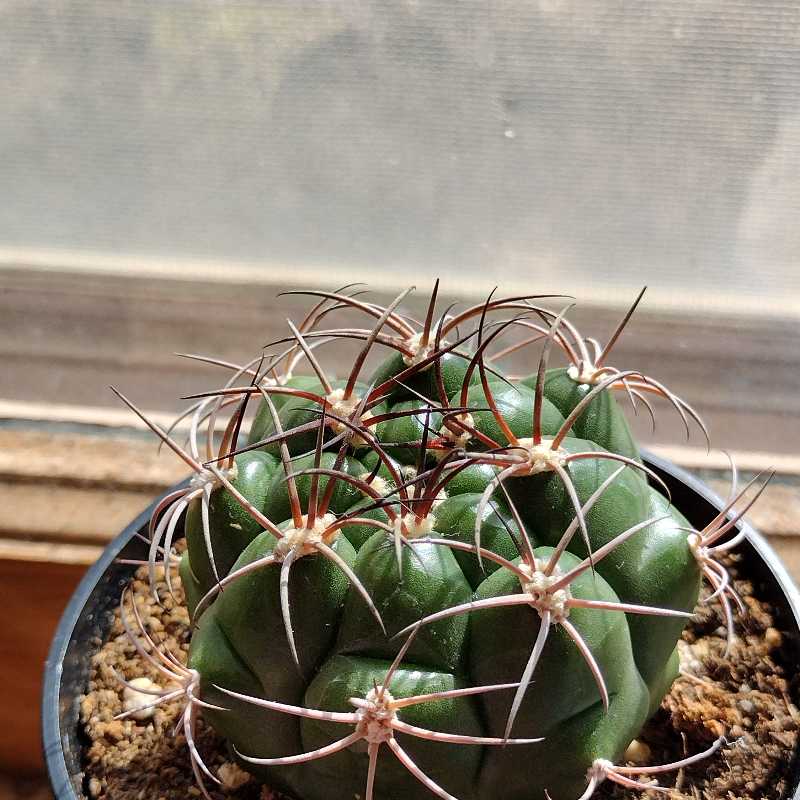 Healthy Devil's Pincushion cactus with prominent spines in a pot.